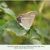 satyrium spini female chonkatau